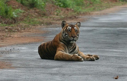 Nagarhole