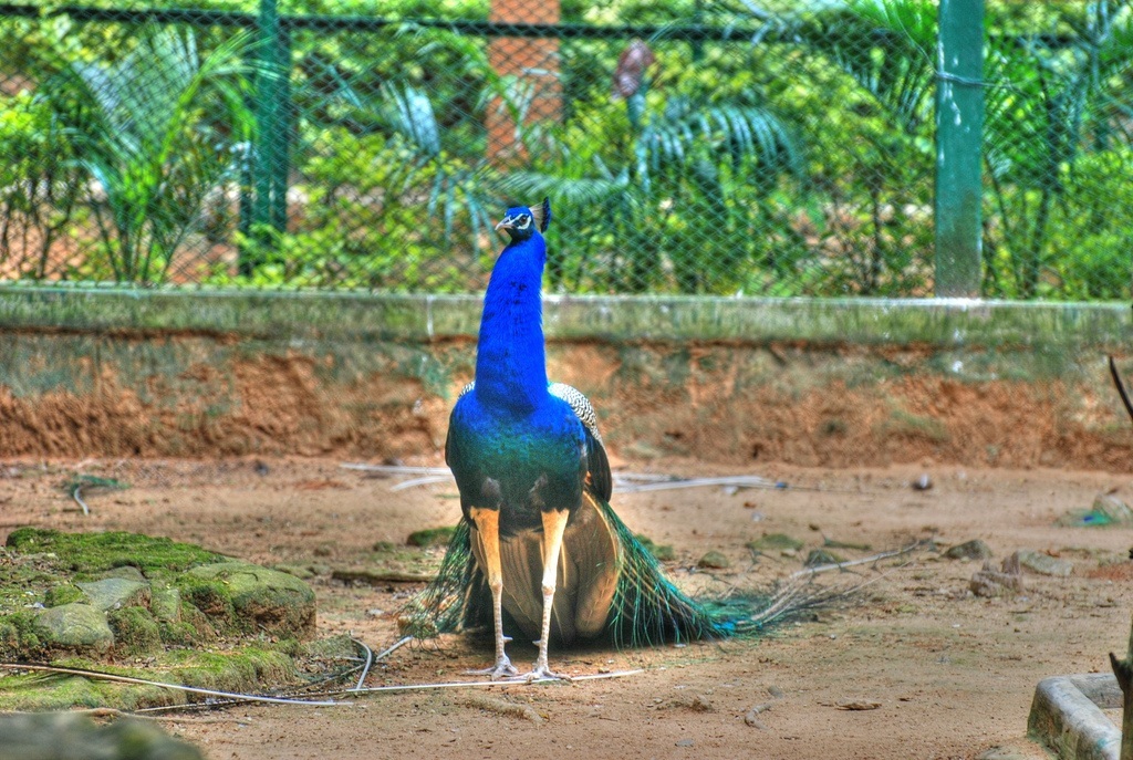 Bannerghatta