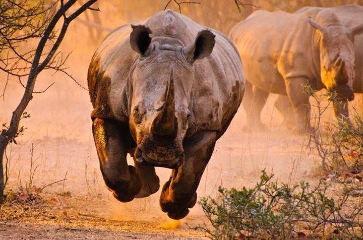 Kaziranga National Park