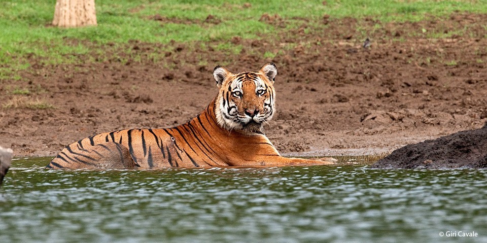 Kabini