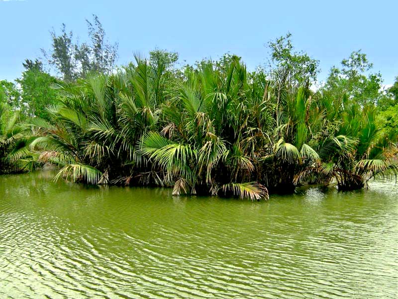 Sunderban