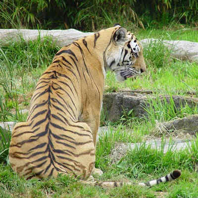 Kaziranga National Park