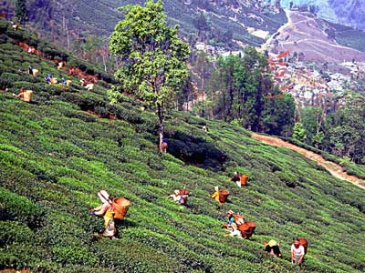 Darjeeling