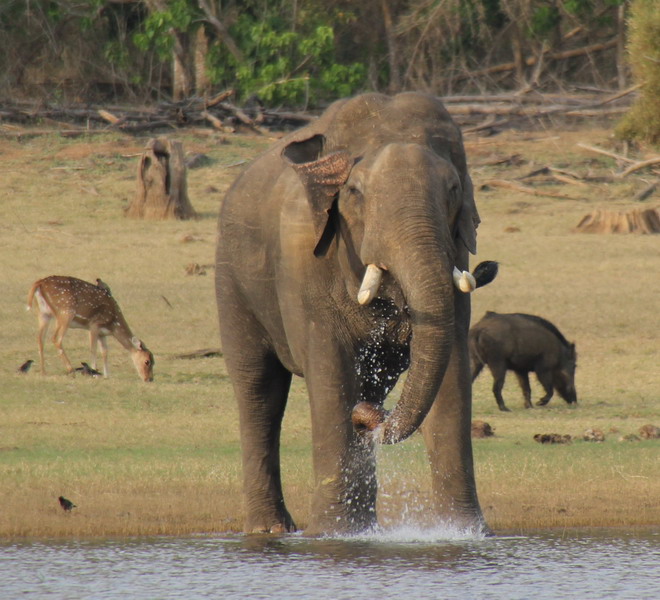 Bandipur