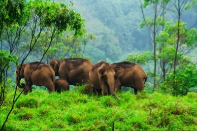 Thekkady