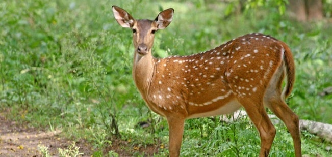 Kaziranga National Park